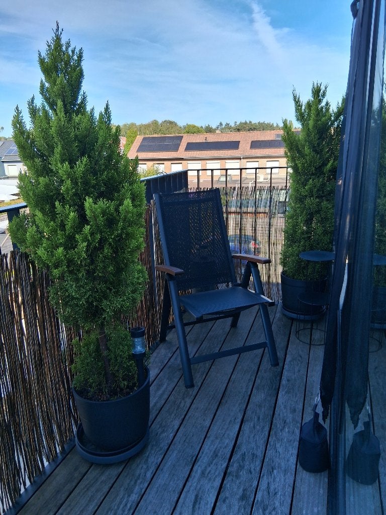 Lemon Cypress – Cypress tree (conifeer) 2 stuks, Tuin en Terras, Ophalen, Bloeit niet, Volle zon