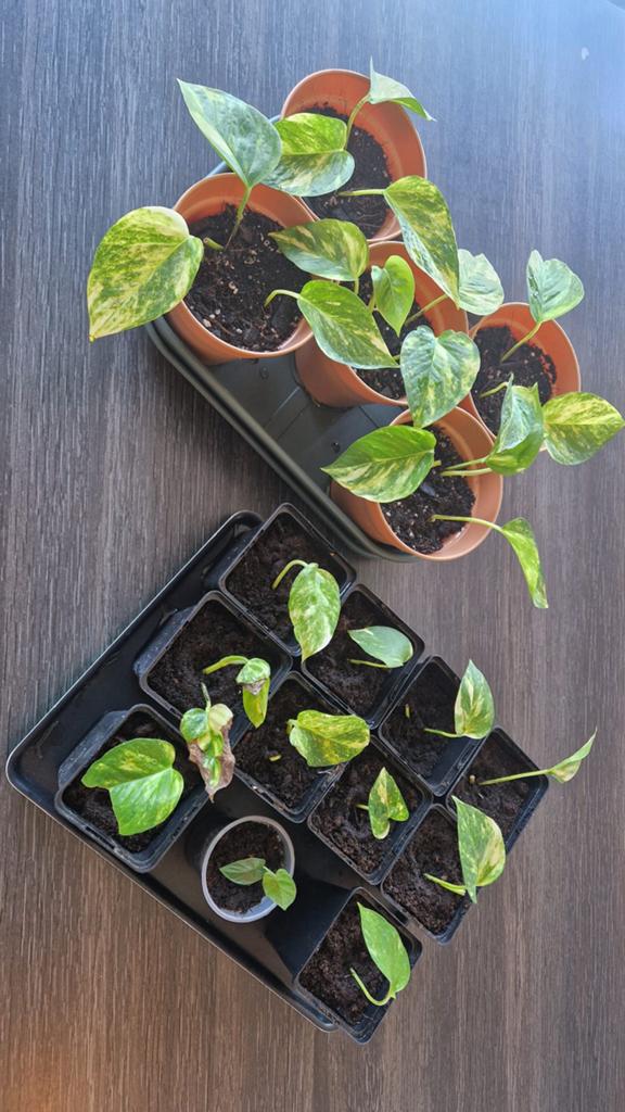 Pothos marble queen, Enlèvement