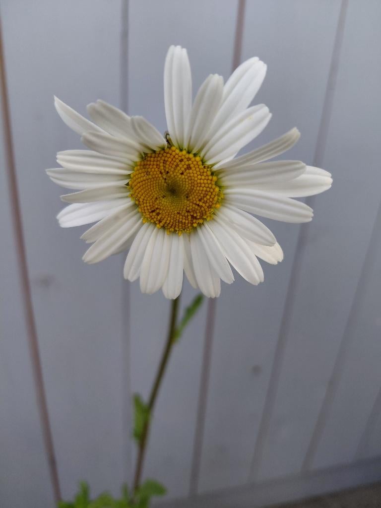 Leucantheum Vulgare, Tuin en Terras, Ophalen, Halfschaduw