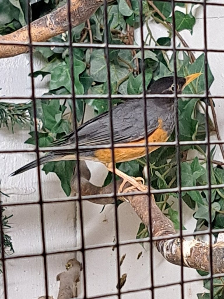 GRIJSKAPLIJSTER, Dieren en Toebehoren, Vogels | Overige Vogels, Mannelijk, Geringd