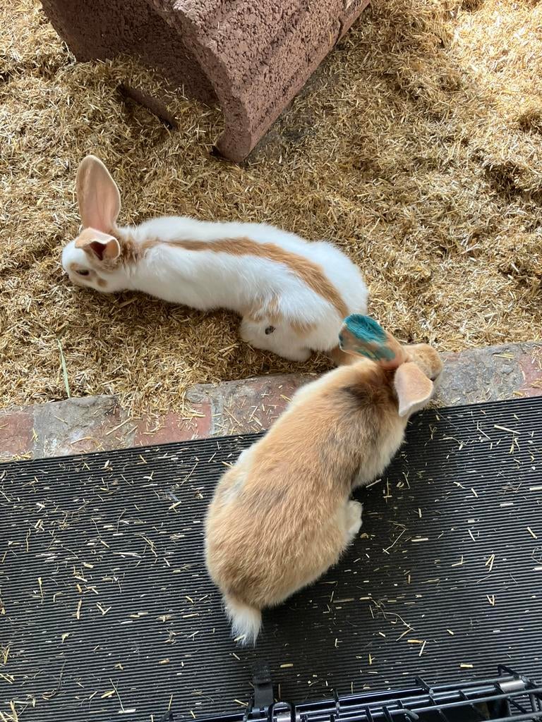 Lotharinger reuzevlinder, Dieren en Toebehoren, Konijnen, Meerdere dieren, Groot, 0 tot 2 jaar
