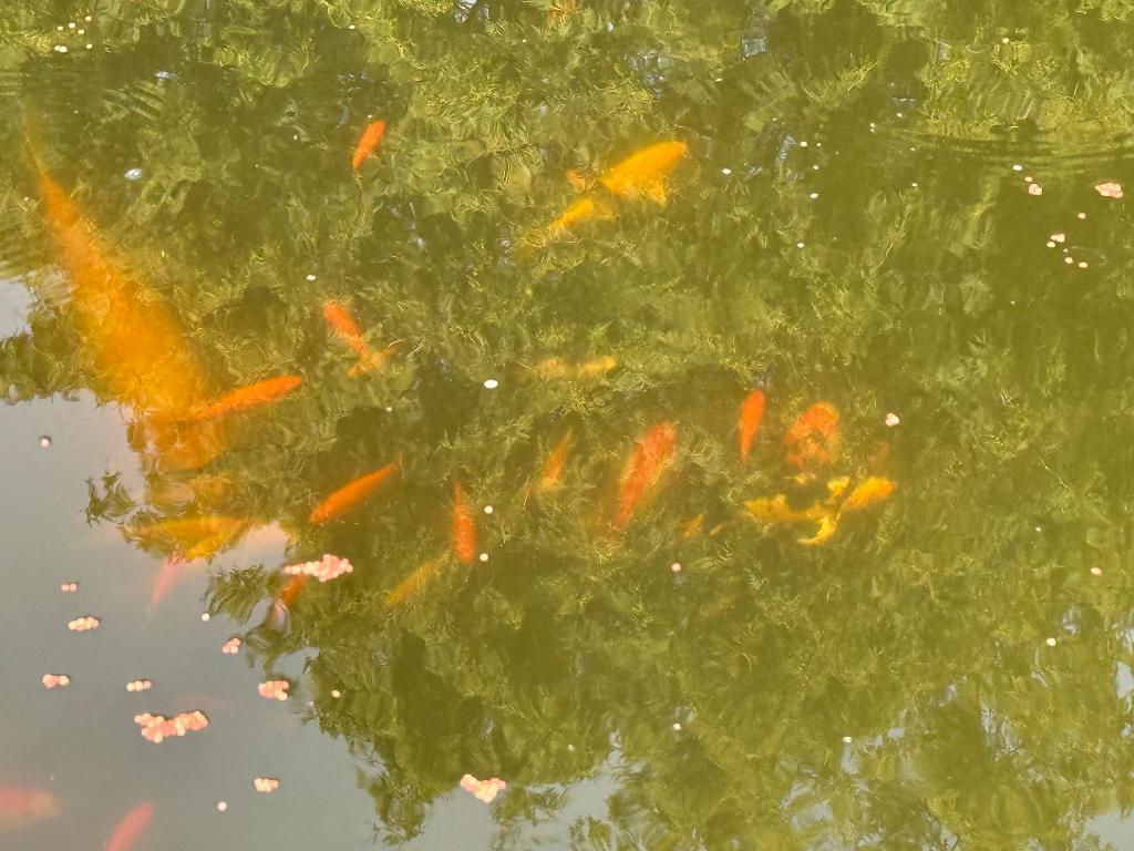 Baby Koi