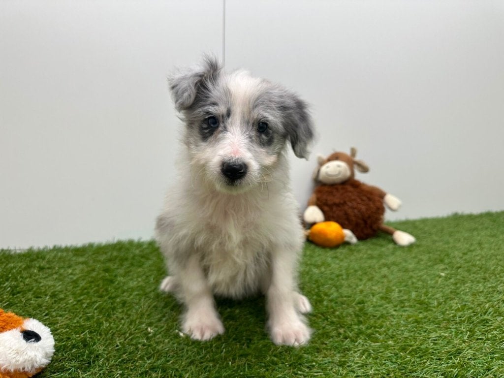 Kruising Shetland Sheepdog x Border Collie pups, België, 8 tot 15 weken, Teef, CDV (hondenziekte)
