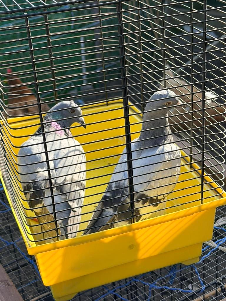 Mooie duiven te koop, Dieren en Toebehoren, Vrouwelijk, Postduif