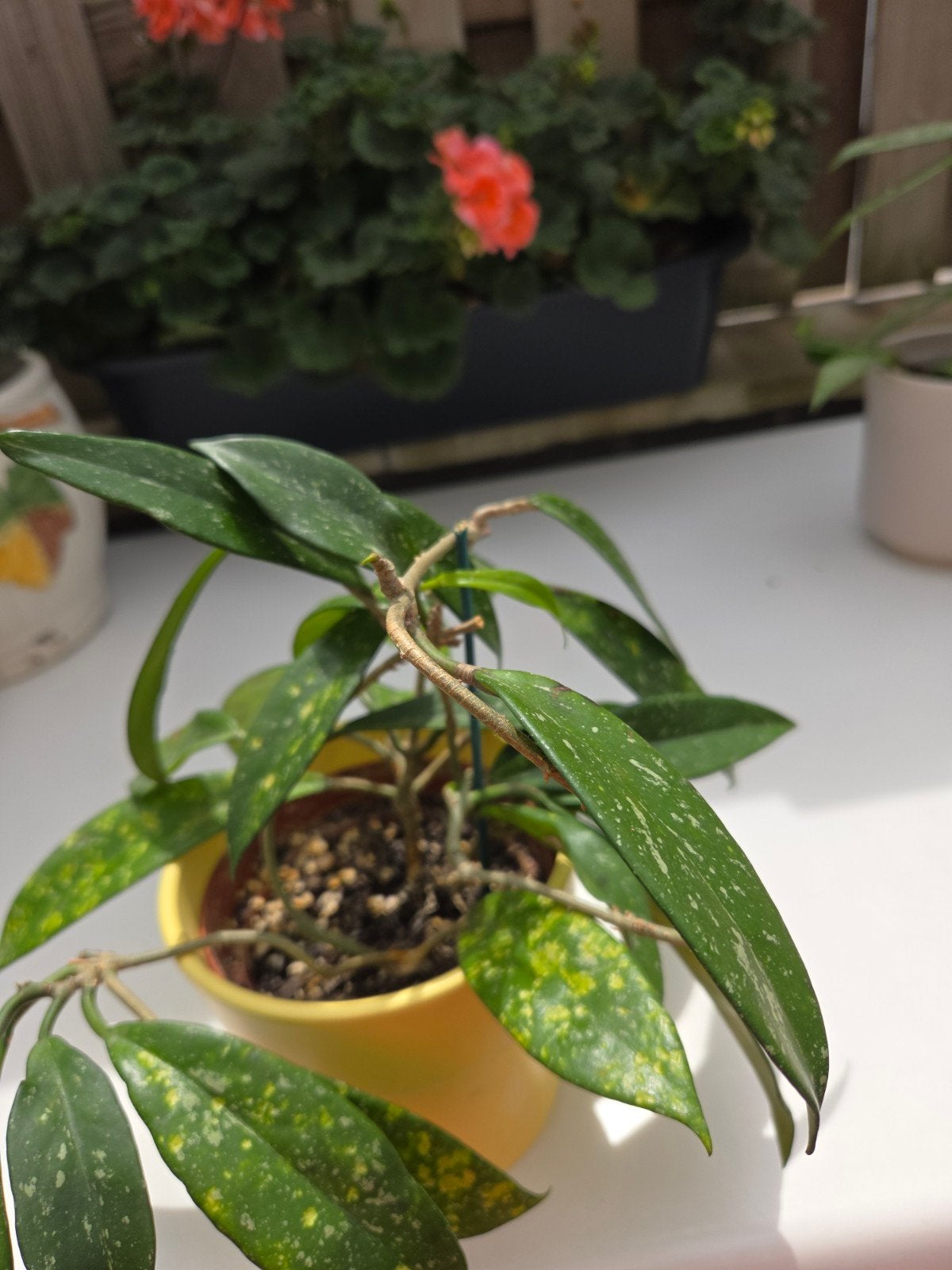 Hoya, Envoi