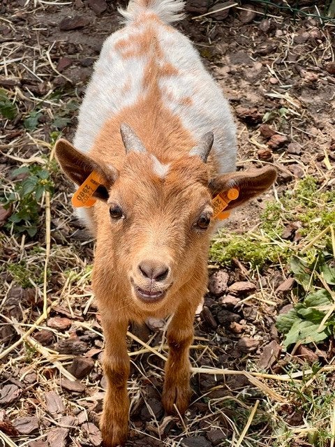 Dwerggeit bokje abricot spikkel, Mâle, Chèvre, 0 à 2 ans