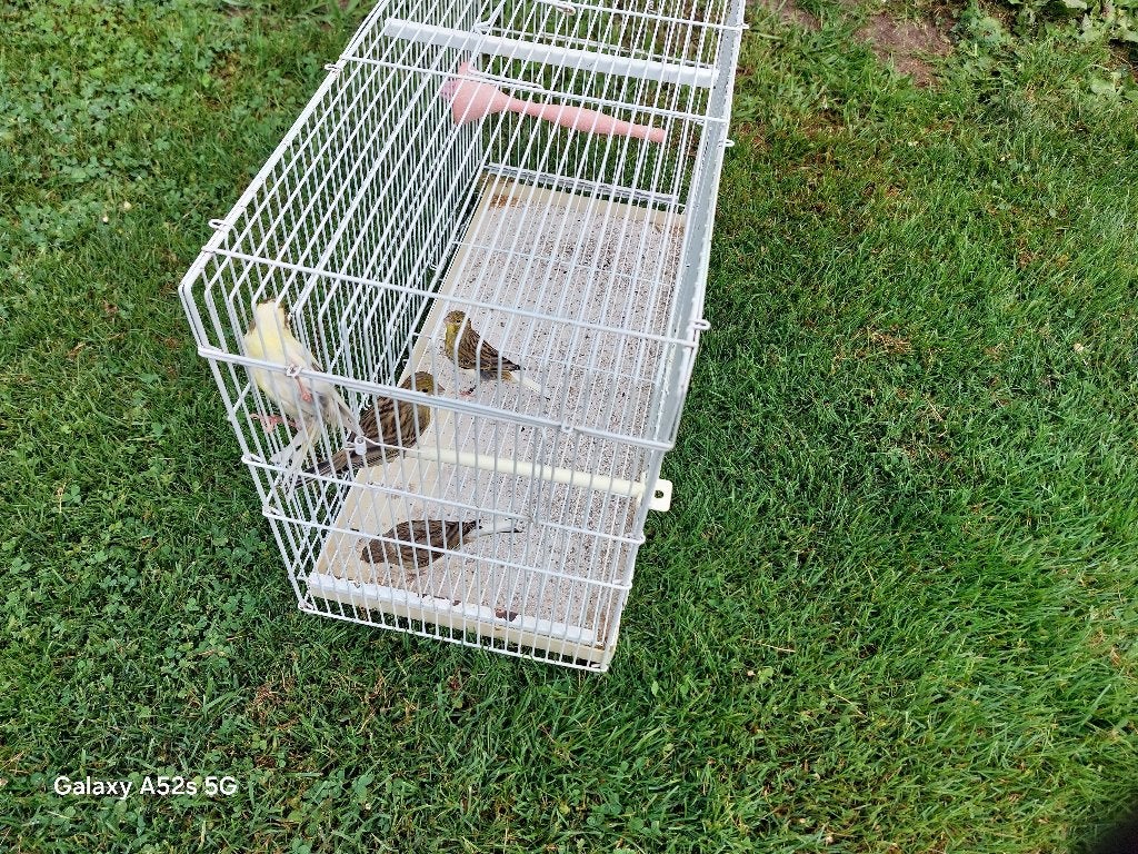 Kanaries, Dieren en Toebehoren