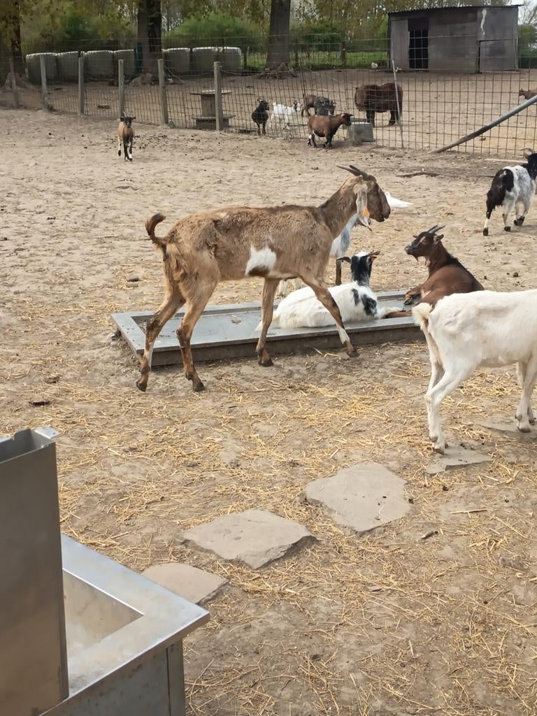 Chèvre nubienne, Animaux & Accessoires, Moutons, Chèvres & Cochons, Chèvre