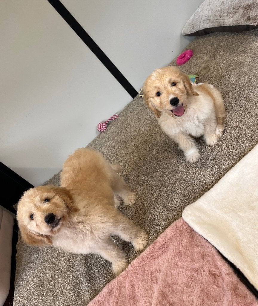 Knappe goldendoodle pups (geteste ouders!), België, 8 tot 15 weken, Meerdere, Meerdere dieren