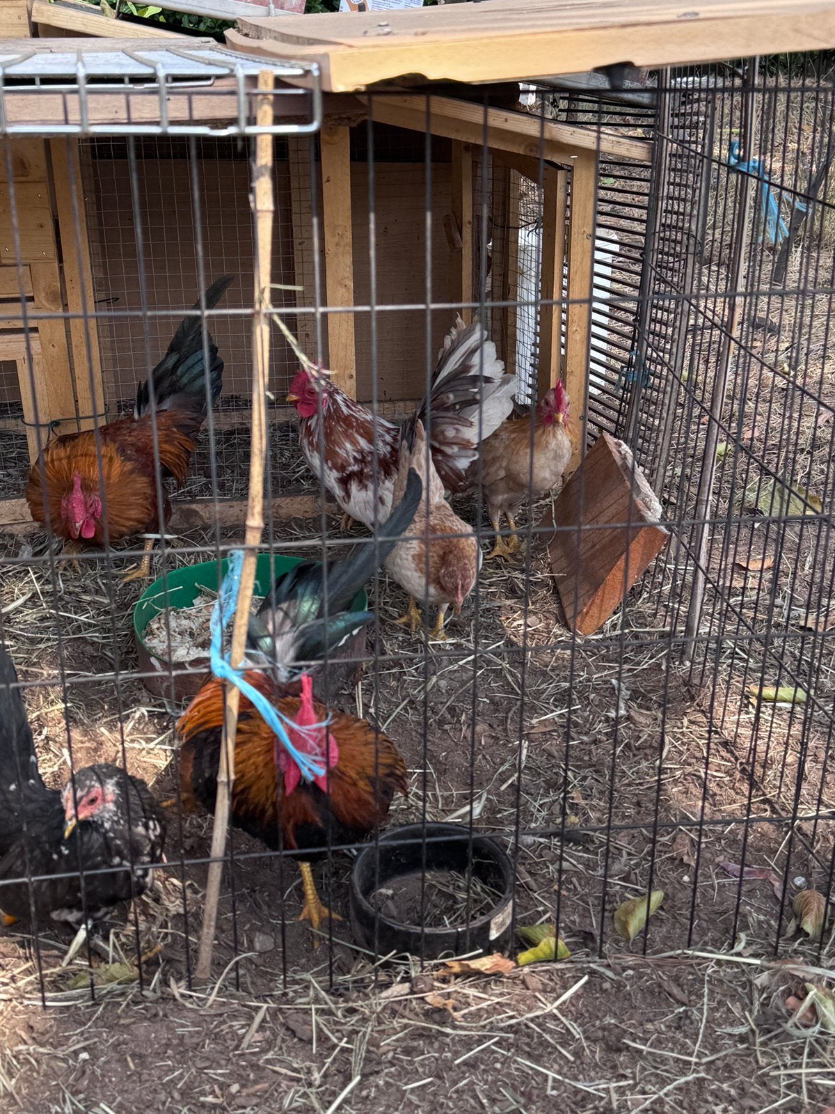 Haan, Animaux & Accessoires, Volatiles, Mâle, Poule ou poulet