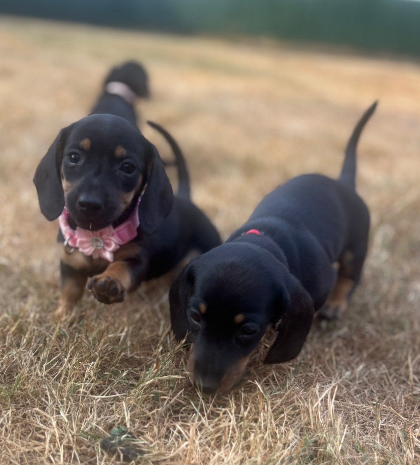 Superlief dwerg/kaninchen teckel pupje,in huis grootgebracht, België, Fokker | Hobbymatig, CDV (hondenziekte), 8 tot 15 weken