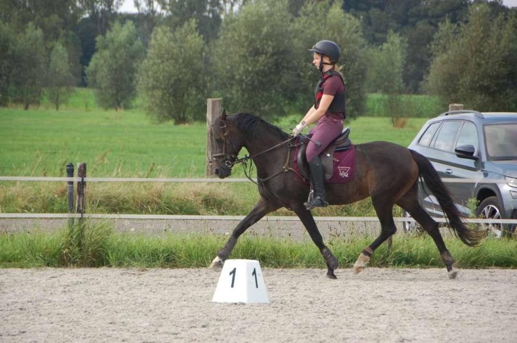 brave d-pony, Merrie, 11 jaar of ouder, Recreatiepony, D pony (1.37m tot 1.48m)
