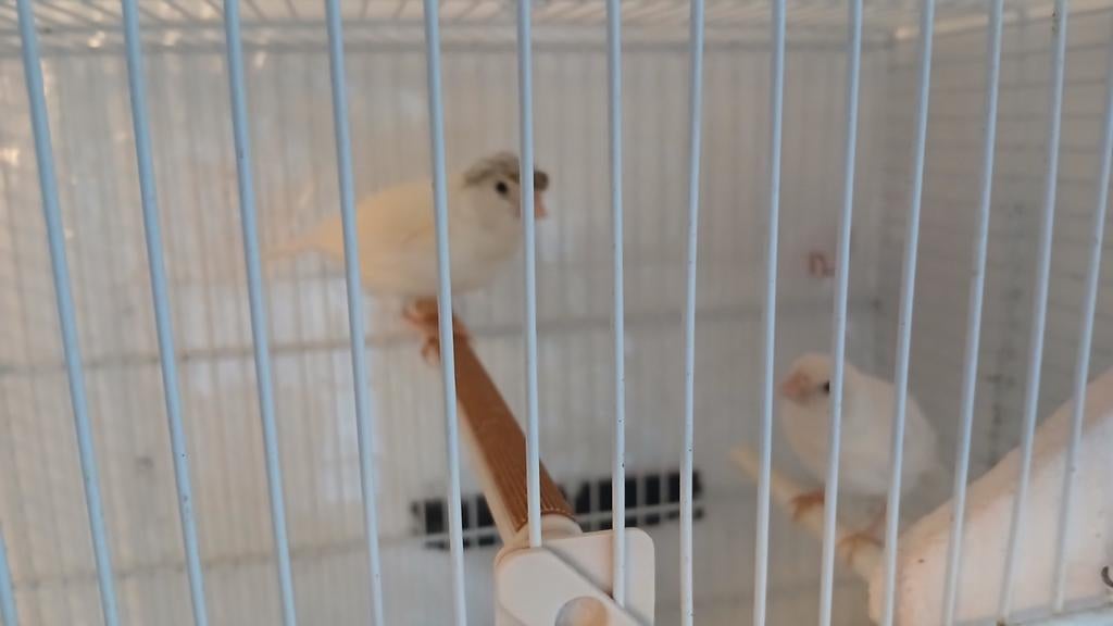 Harlekijn kanaries met kuif en. Glad, Dieren en Toebehoren