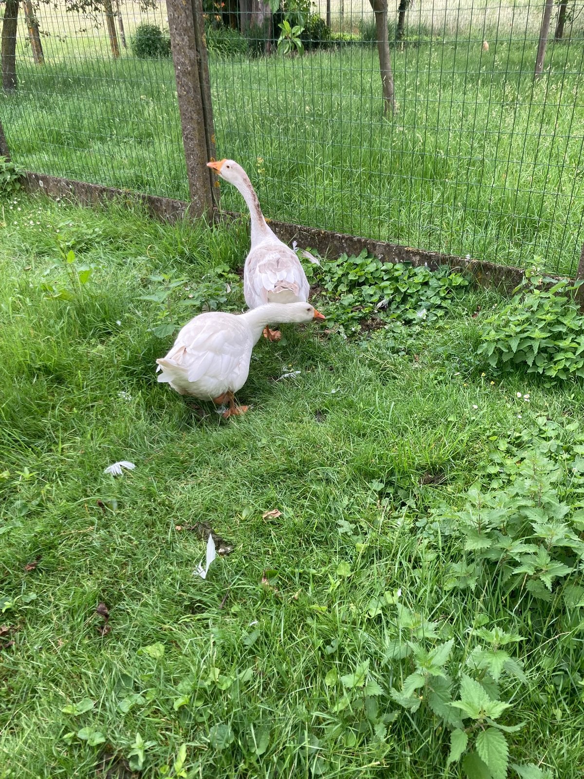 Koppel ganzen, Plusieurs animaux, Oie ou Cygne
