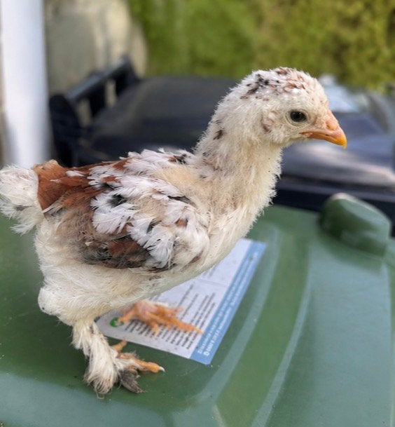 Kuikens brahma rood porselein, Animaux & Accessoires, Volatiles