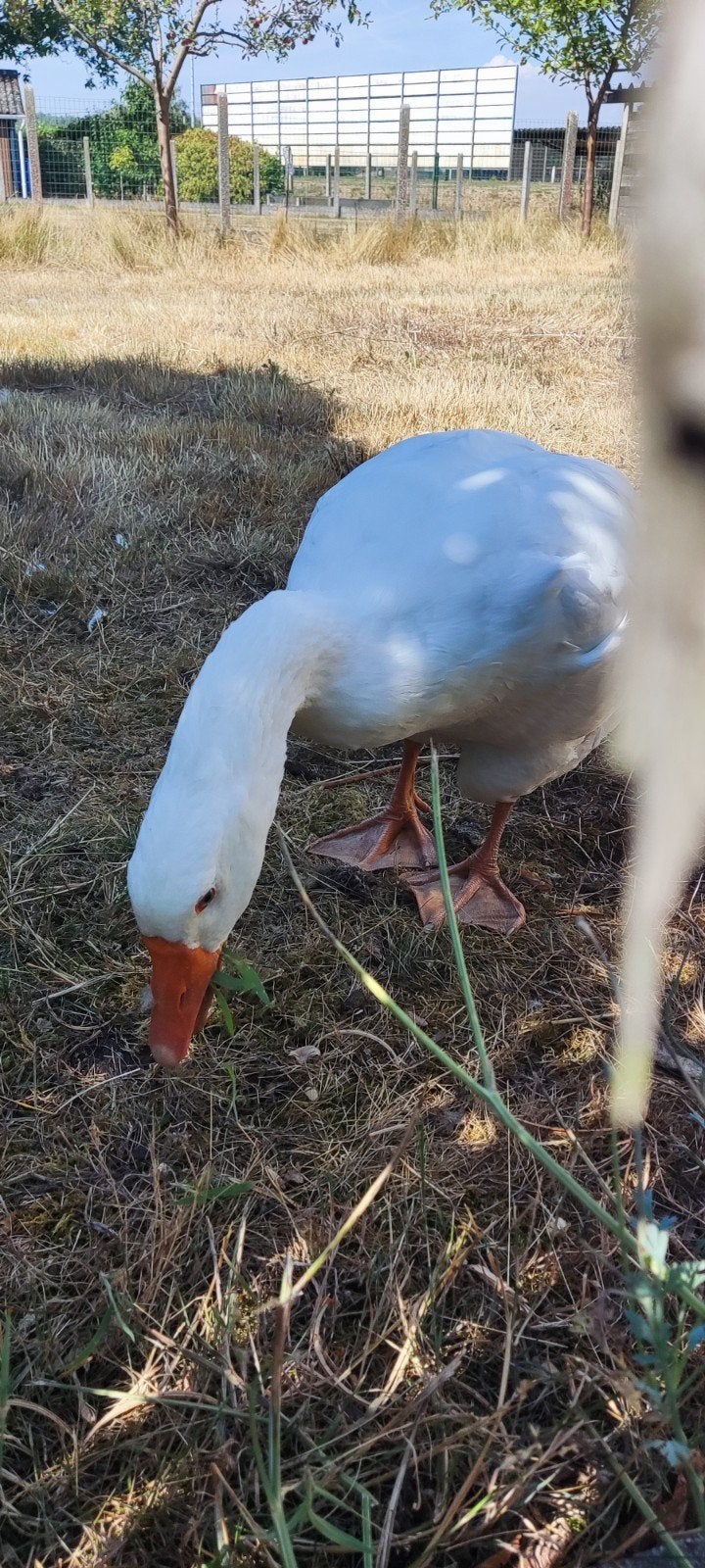 Vlaamse witte gans., Dieren en Toebehoren, Pluimvee, Geslacht onbekend, Gans of Zwaan