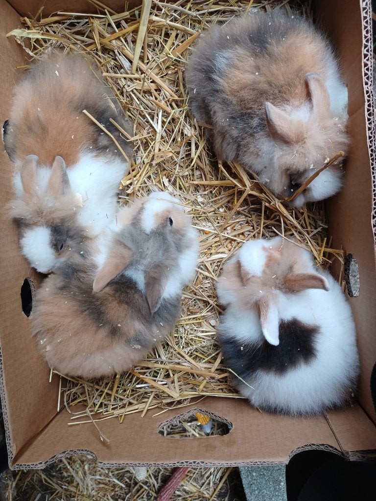 dwerg konijntjes, Dieren en Toebehoren, Konijnen, Dwerg