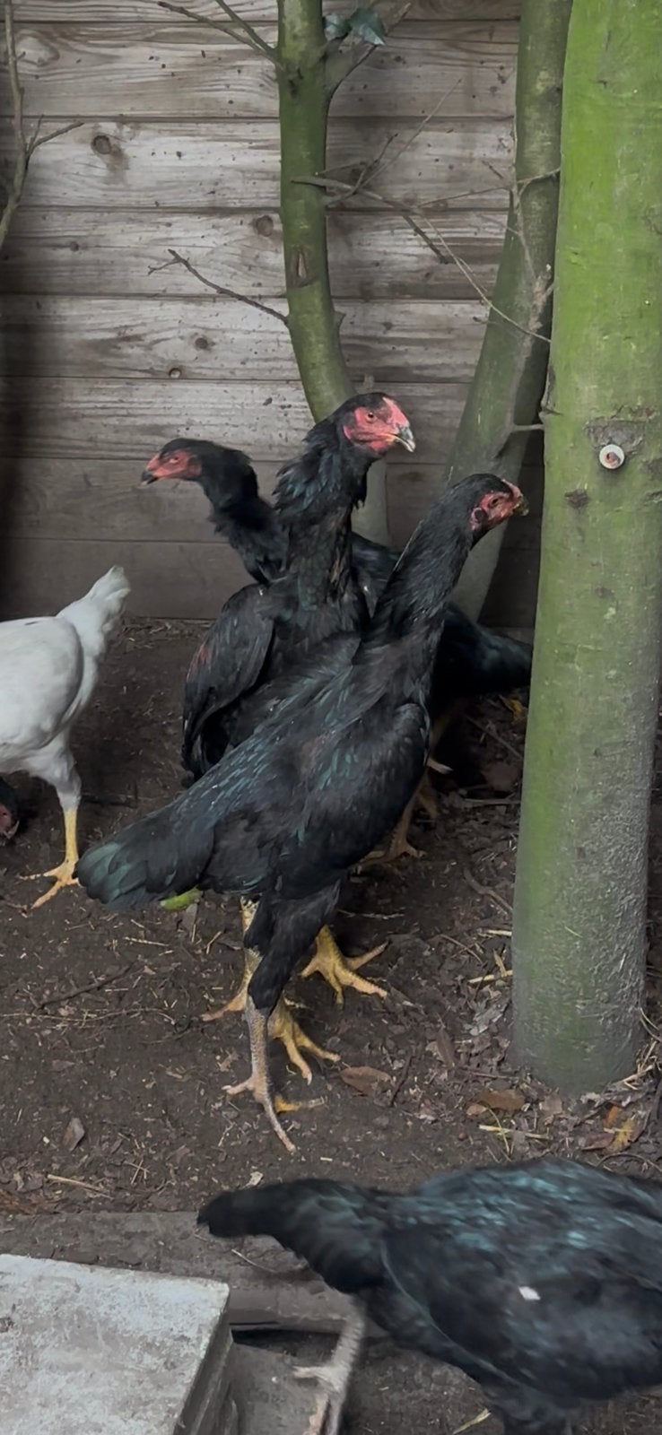 O Shamo haan 60€     koppel 80€  na 5 stuks 50€ per stuk, Dieren en Toebehoren, Meerdere dieren, Kip