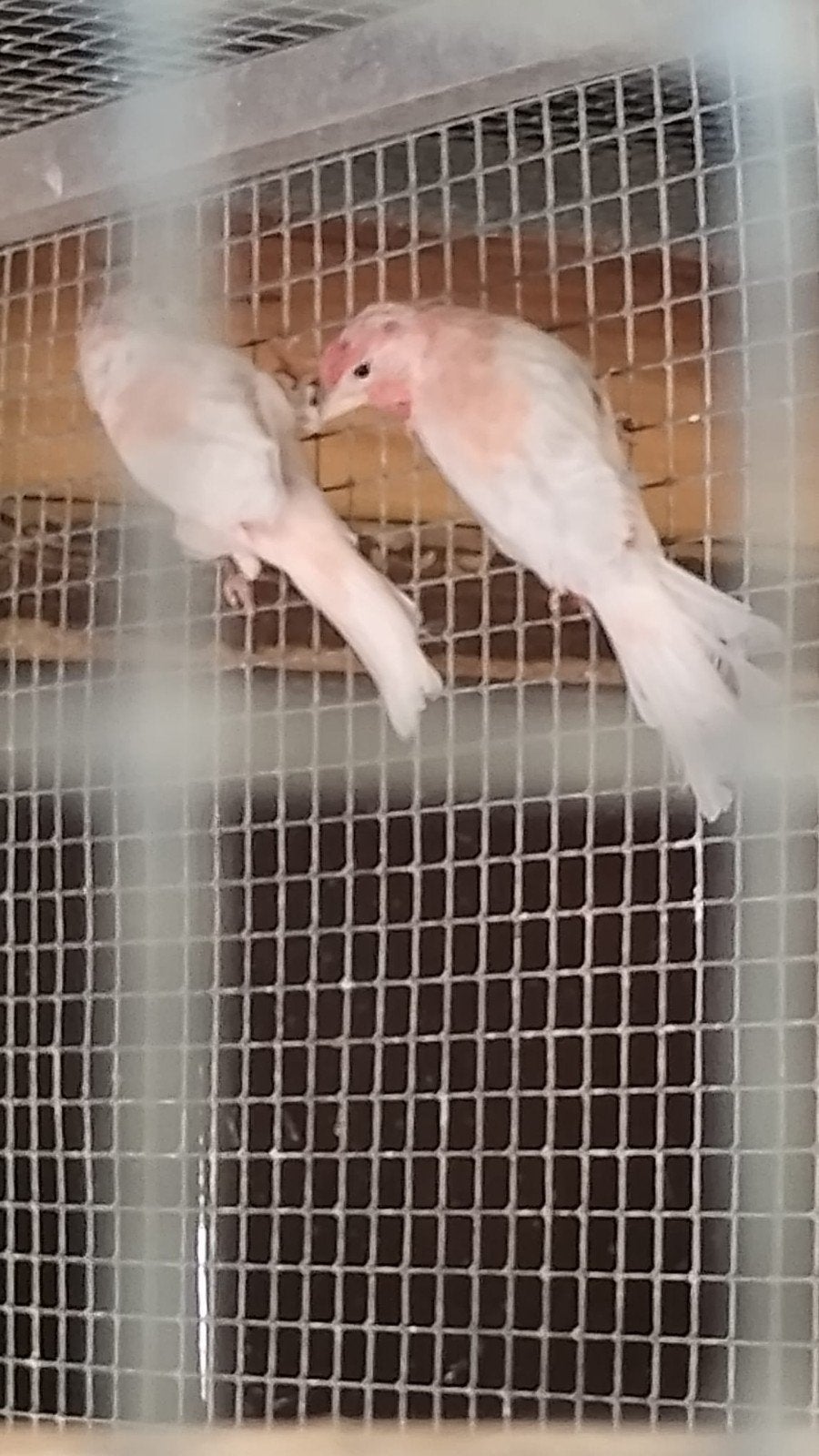 koppels opaal roodmussen 2026 zie foto's, Dieren en Toebehoren, Vogels | Overige Vogels, Meerdere dieren, Tropenvogel, Geringd