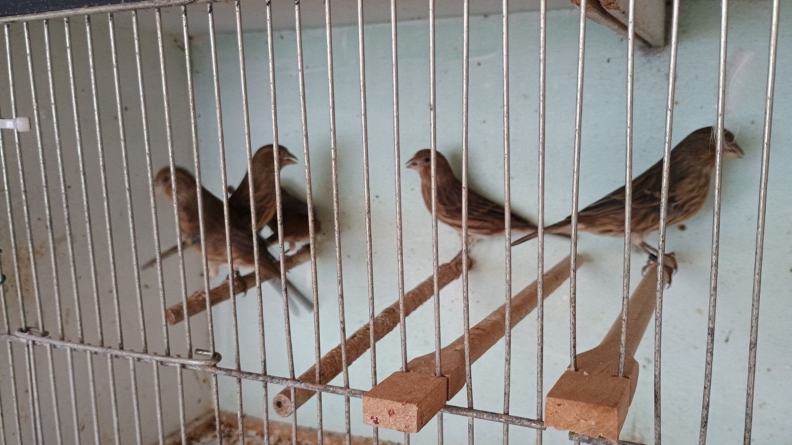 Vijf broedpopjes van 2025, Animaux & Accessoires, Oiseaux | Canaris, Femelle, Bâtard
