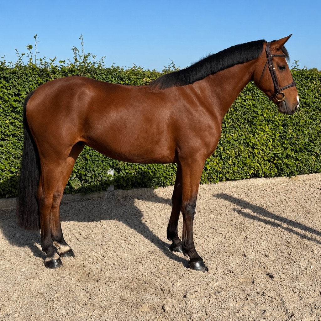 Epic Fly – 4-jarige ruin met interessante afkomst!, B, 160 à 165 cm, Cheval de saut, 3 à 6 ans