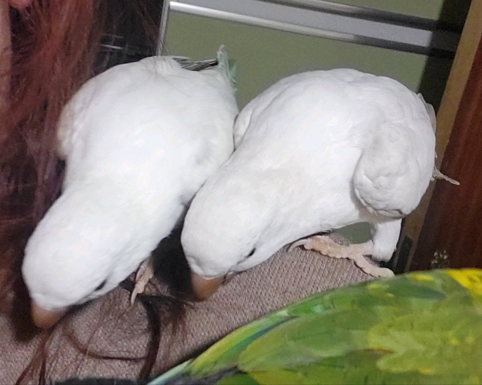 conure souris