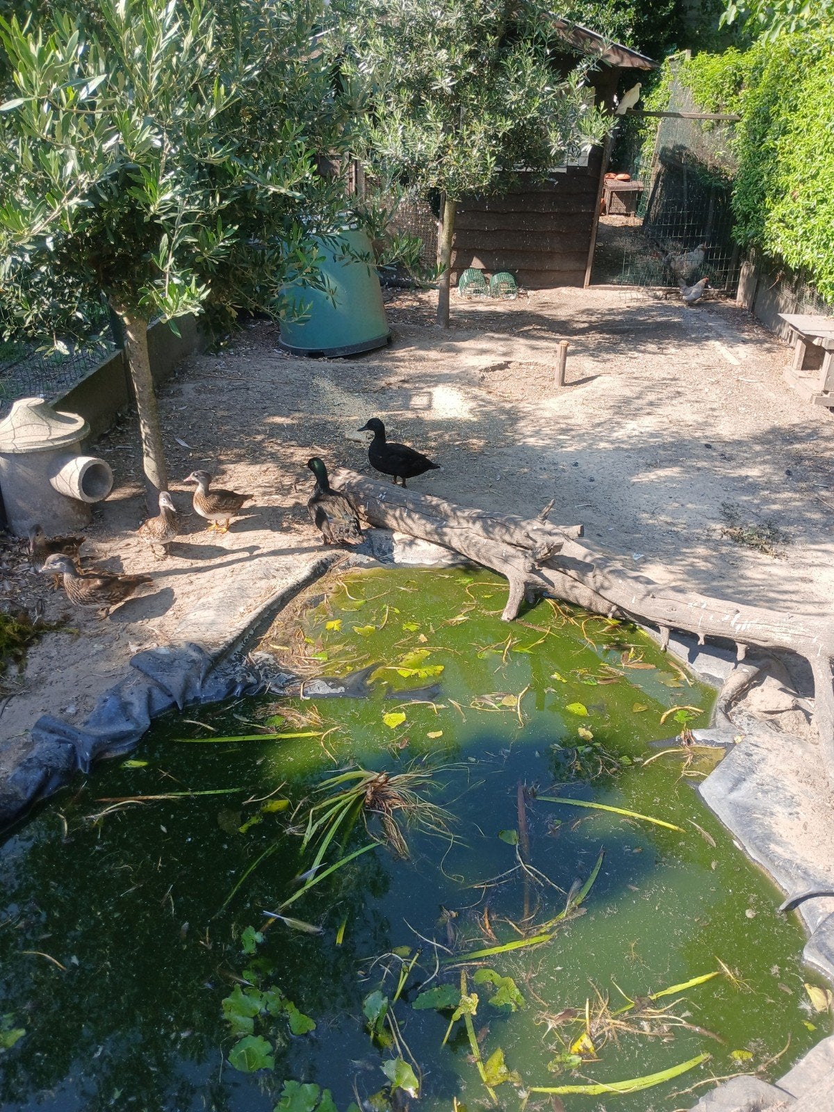 Smaragd eenden koppel, Tickets & Billets, Loisirs | Jardins zoologiques