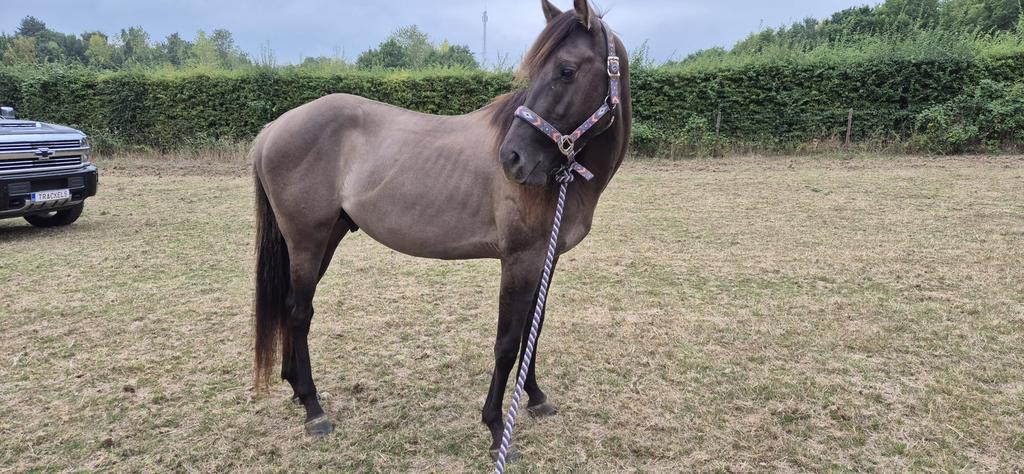 4 jarige grullo hengst, Étalon, Débourré