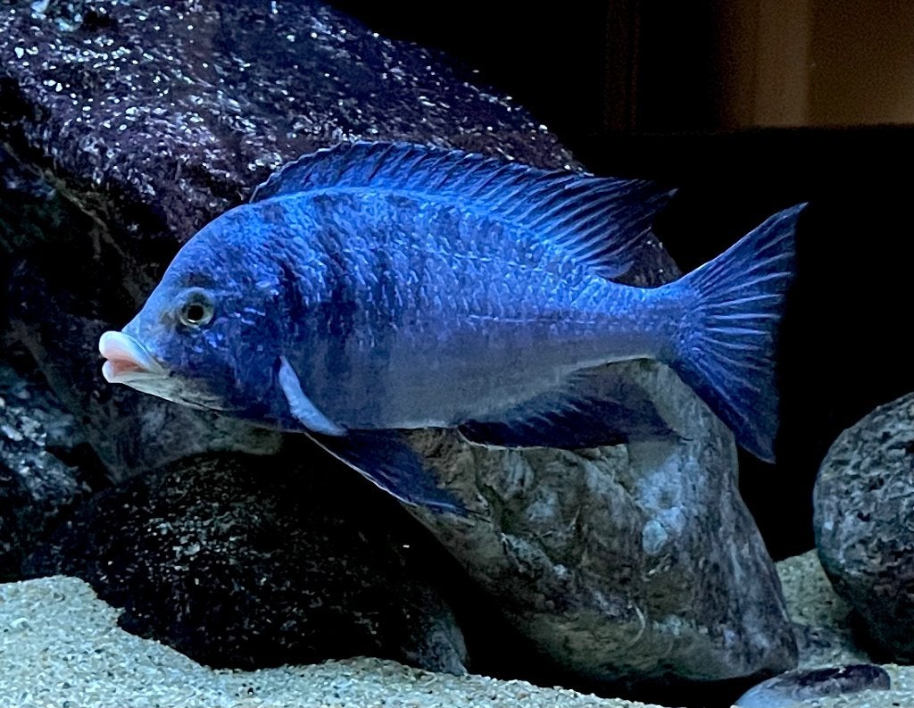 Groep Malawi cichliden, Dieren en Toebehoren, Vissen | Aquariumvissen, Vis, Zoetwatervis