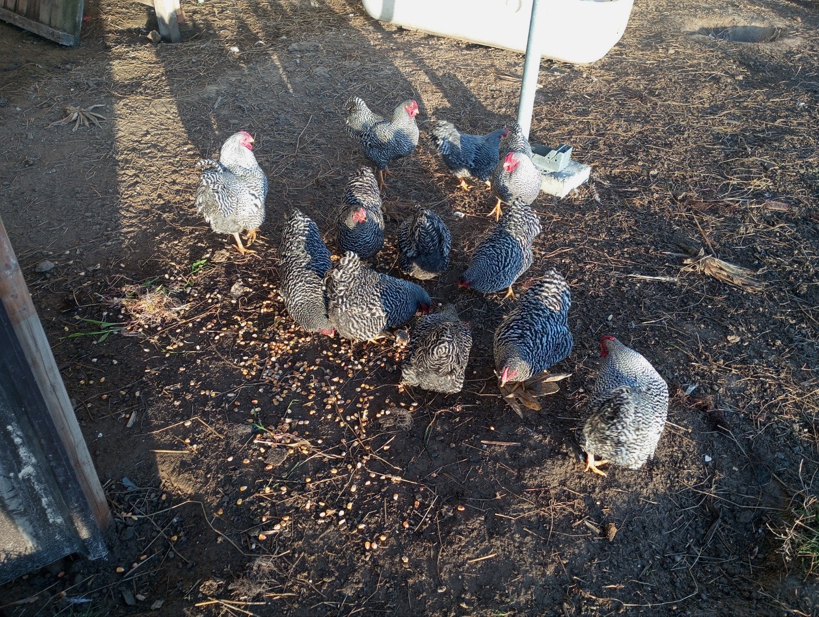 Wyandottes krielen gestreept, Dieren en Toebehoren