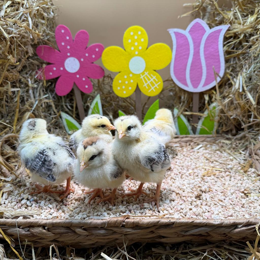 Jonge tamme Sussex kuikens gesekst & ingeënt, Dieren en Toebehoren, Pluimvee