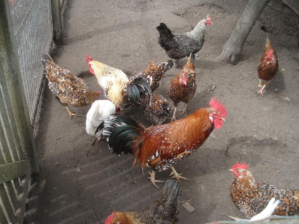 broedeieren leghorn (80 cent) porselein, Dieren en Toebehoren, Geslacht onbekend, Kip