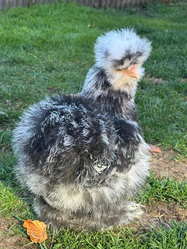 USA zijdehoen mottled broed 🥚eieren /10 juni 🐥 beschikbaar