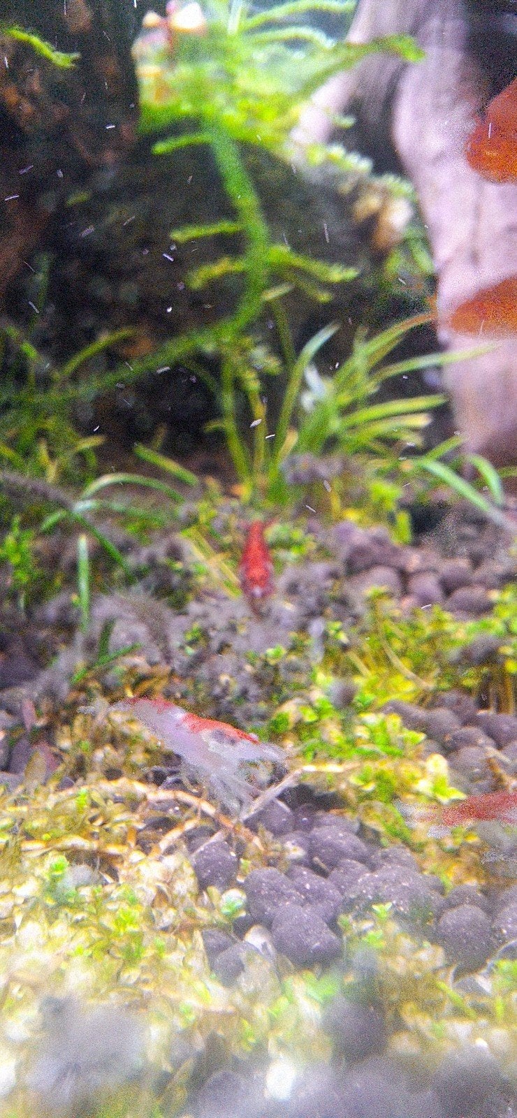 Caridina garnaal te koop, Animaux & Accessoires, Homard, Crabe ou Crevette, Poisson d'eau douce, Banc de poissons