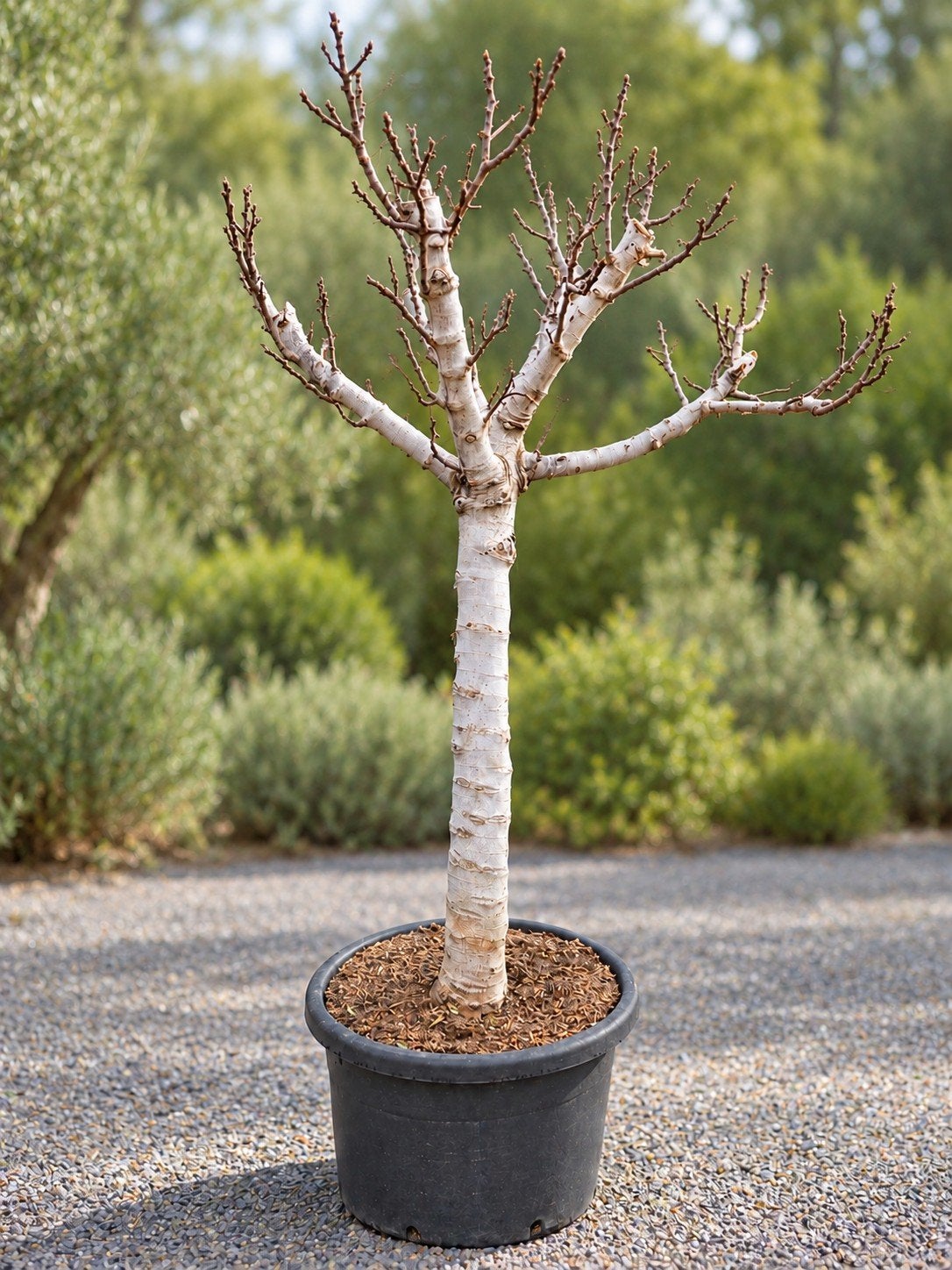 Vijgenboom Ficus Carica, Tuin en Terras, Ophalen, Halfschaduw