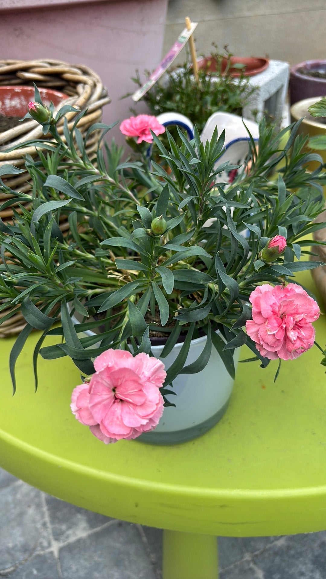 Beautiful Pink Carnation / Dianthus in Pot with Buds Blooms, Tuin en Terras, Ophalen