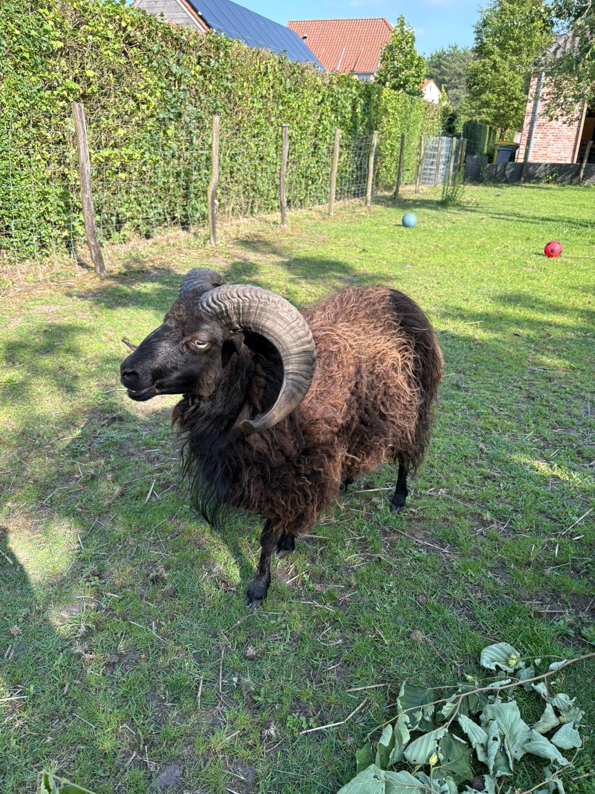 Ouessant ram