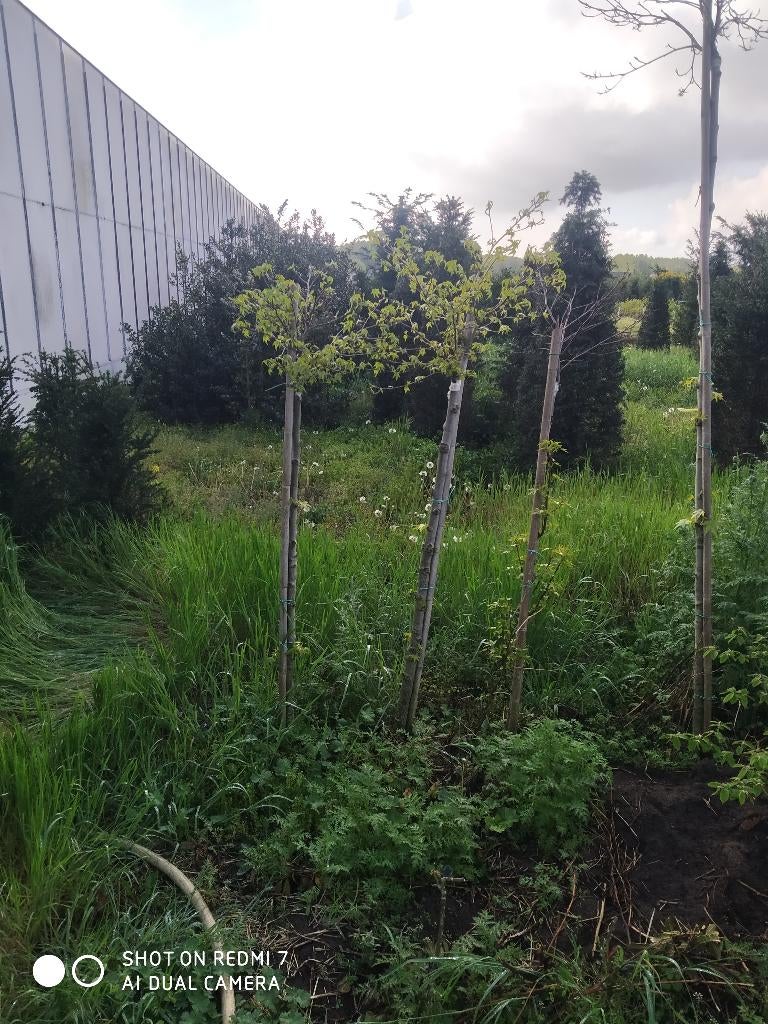 Liquidambar Gumball, Tuin en Terras, Bloeit niet, Halfschaduw, 100 tot 250 cm, Ophalen