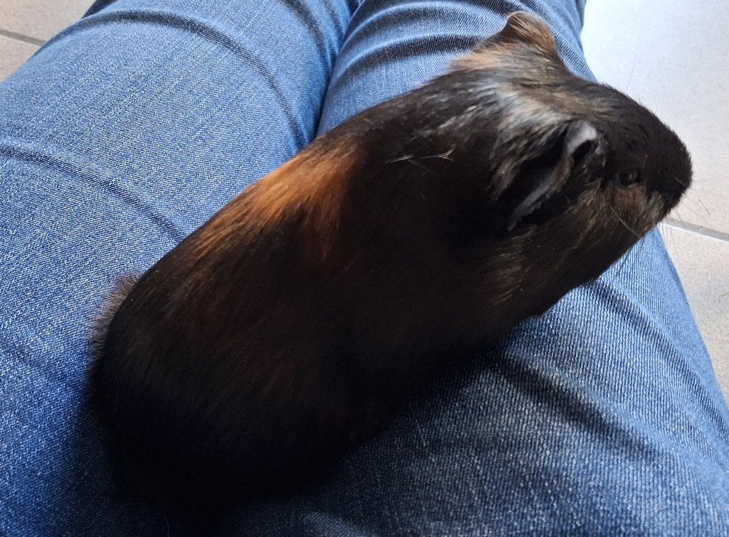 2 cavia's te koop, Dieren en Toebehoren, September, Mannelijk, Cavia