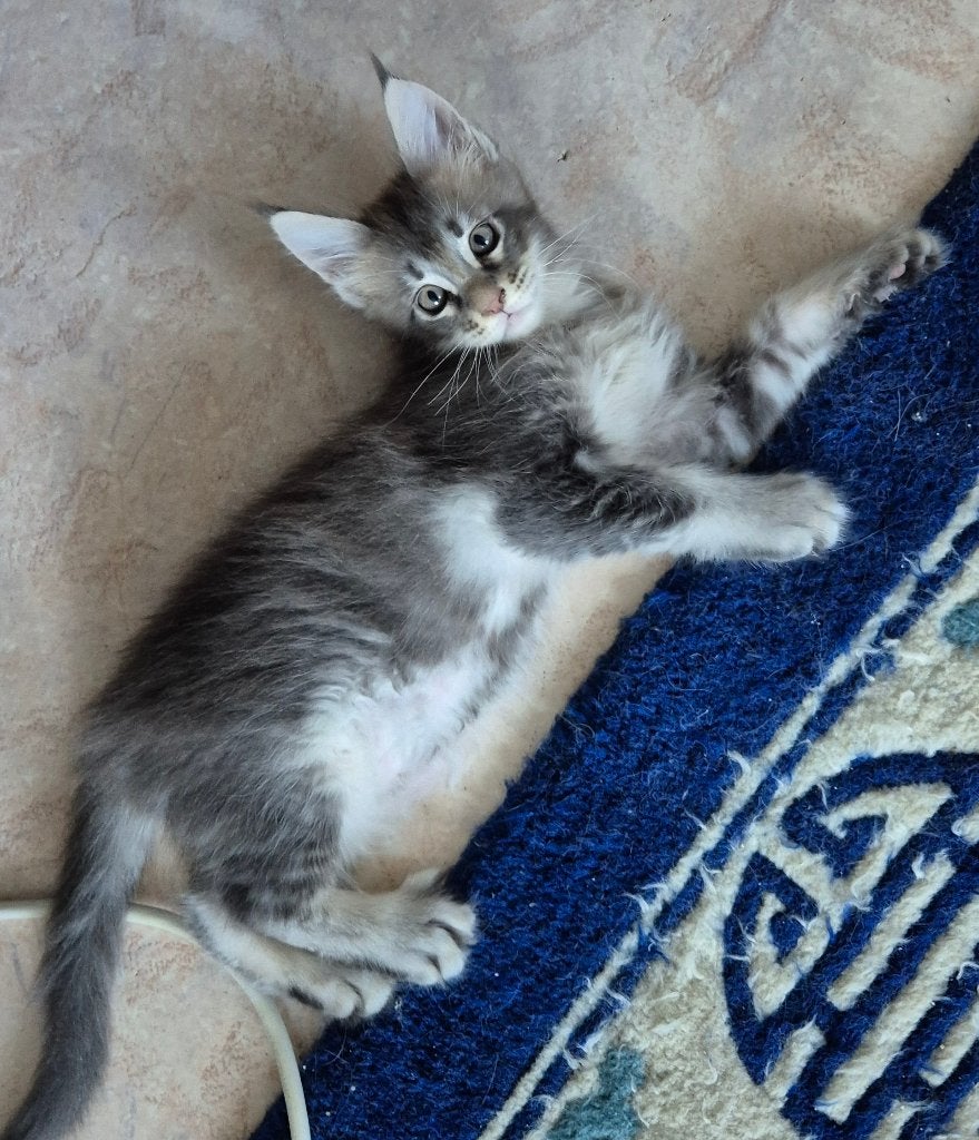 Maine Coon-kittens geboren in Brussel 30.05.2026, Dieren en Toebehoren, Kater, Met stamboom, 0 tot 2 jaar