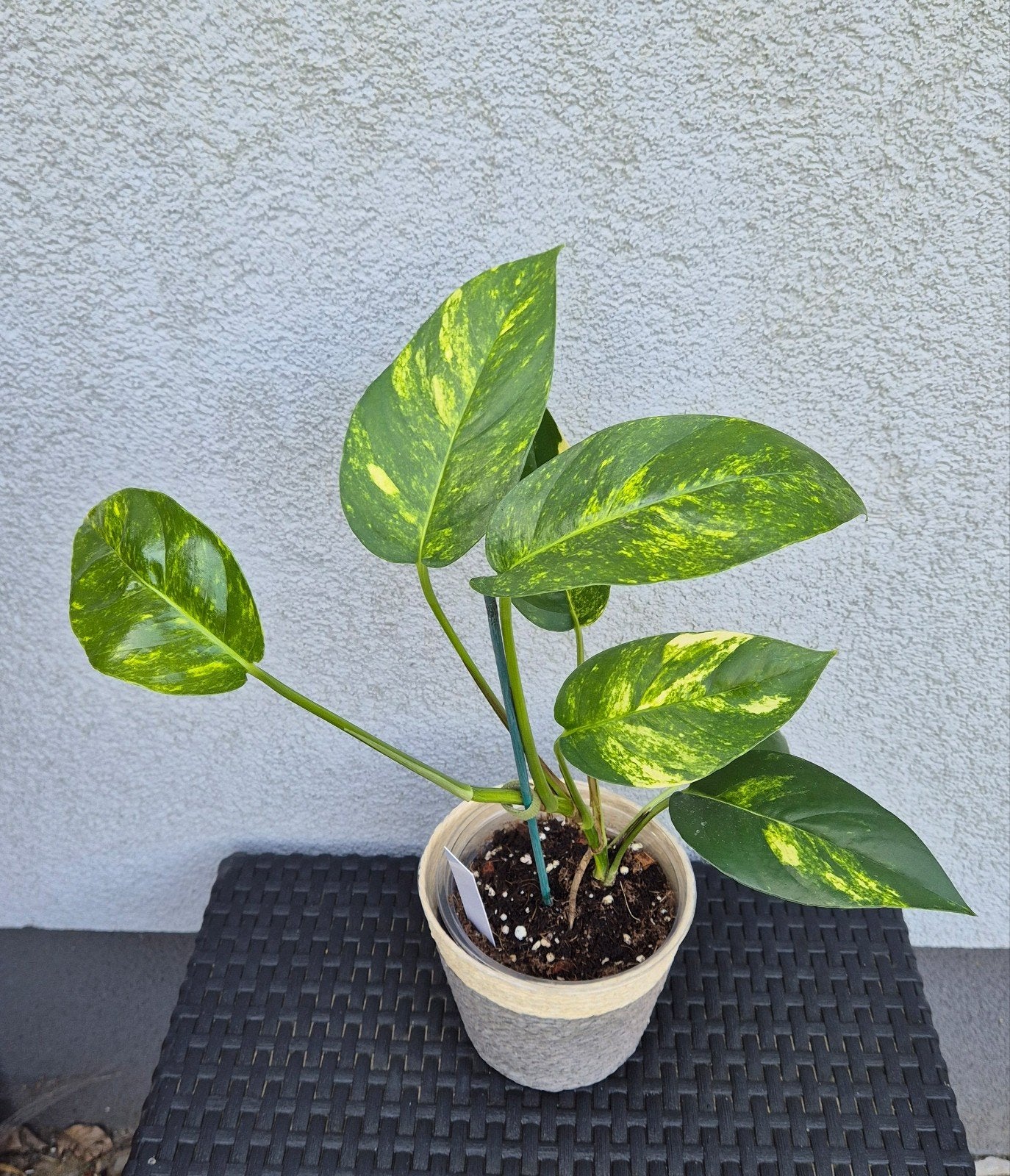 Epipremnum pinnatum Cintho Goldfinger, Enlèvement ou Envoi