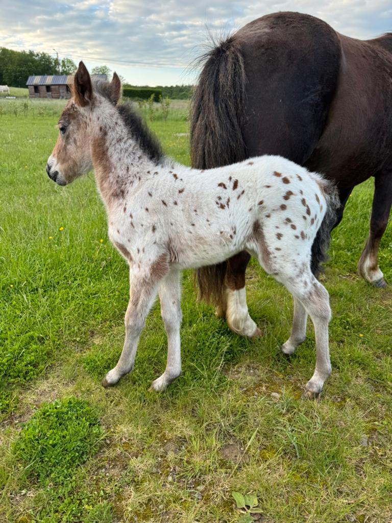 Poney 1m20 poulain, Animaux & Accessoires, Jument