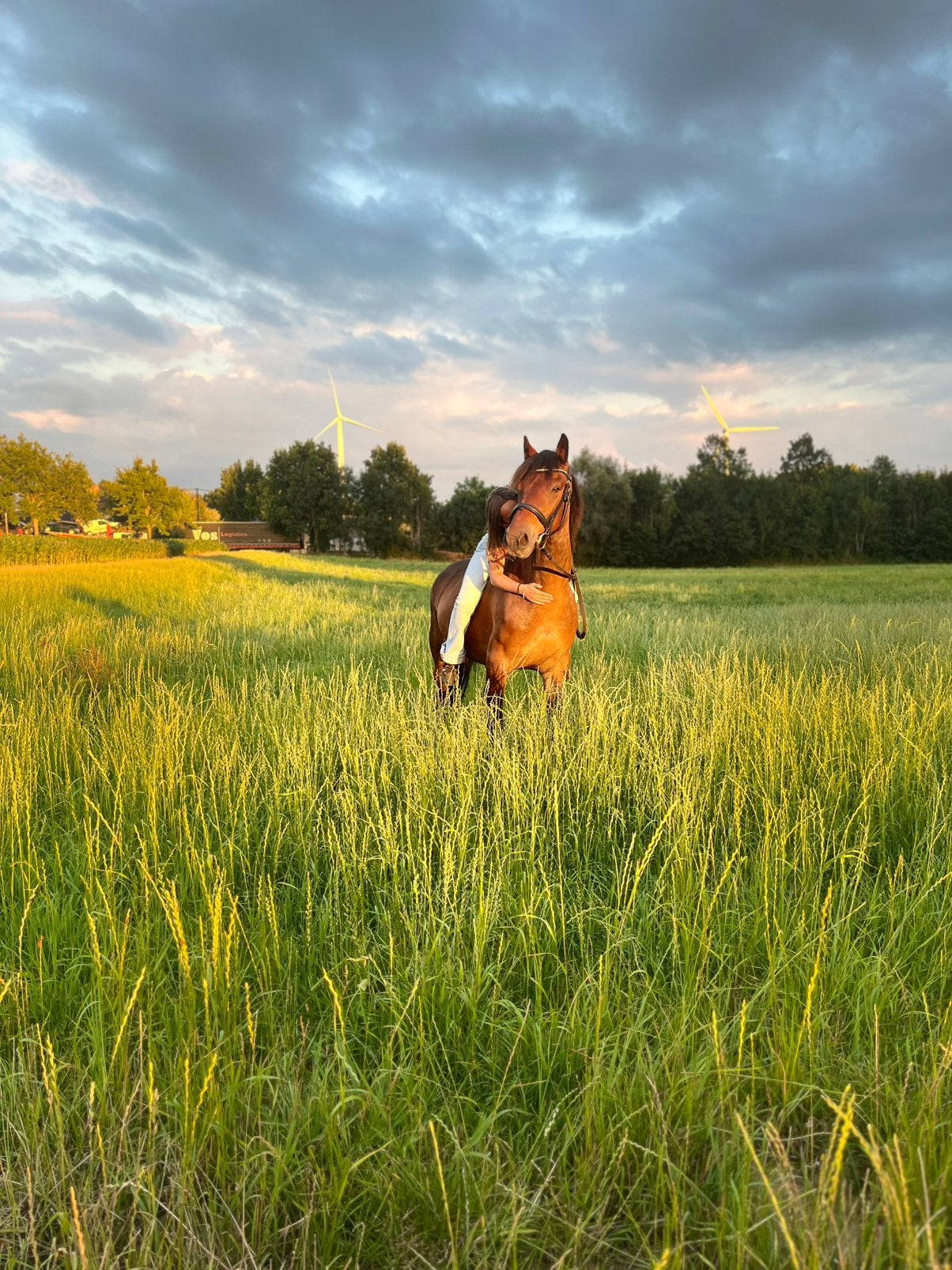 D pony te koop, Dieren en Toebehoren, Ruin, M