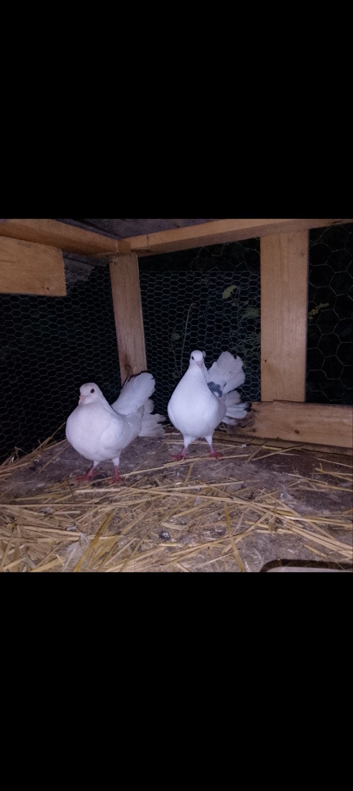 pigeons queu de paon indien, Ophalen of Verzenden