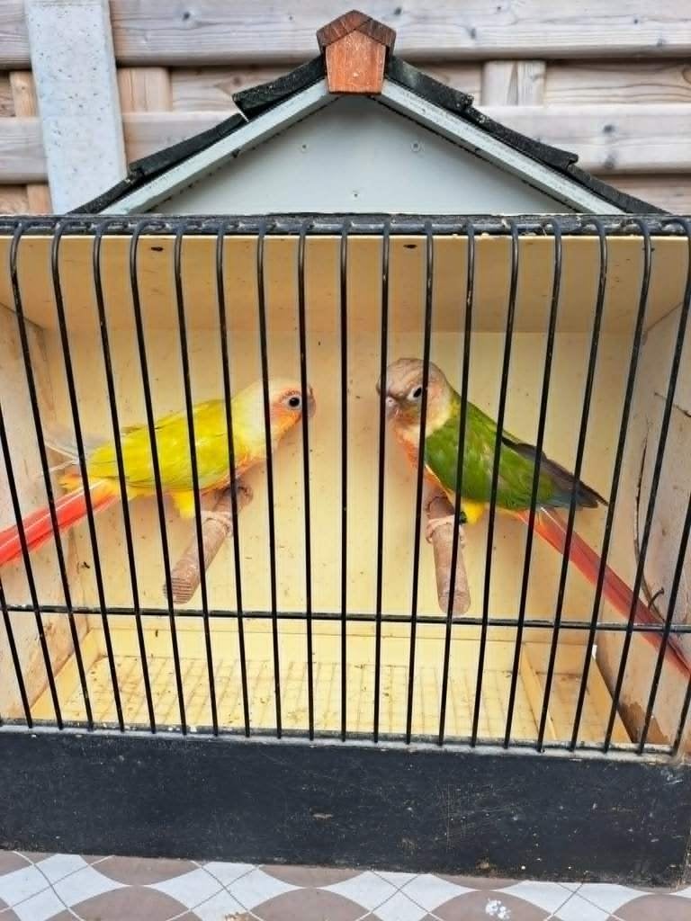 Te koop koppel pyrrhura, Dieren en Toebehoren, Vogels | Parkieten en Papegaaien, Meerdere dieren, Parkiet, Geringd