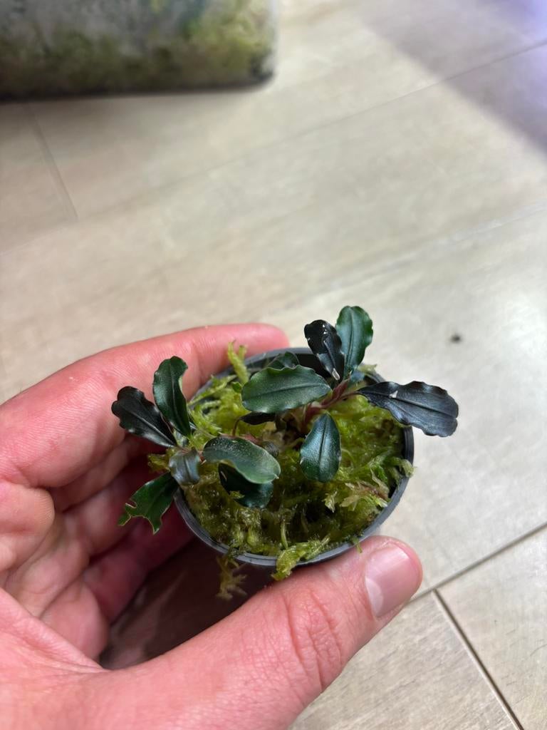 Bucephalandra sp., Enlèvement ou Envoi, Neuf, Plante(s), Pierre ou Bois