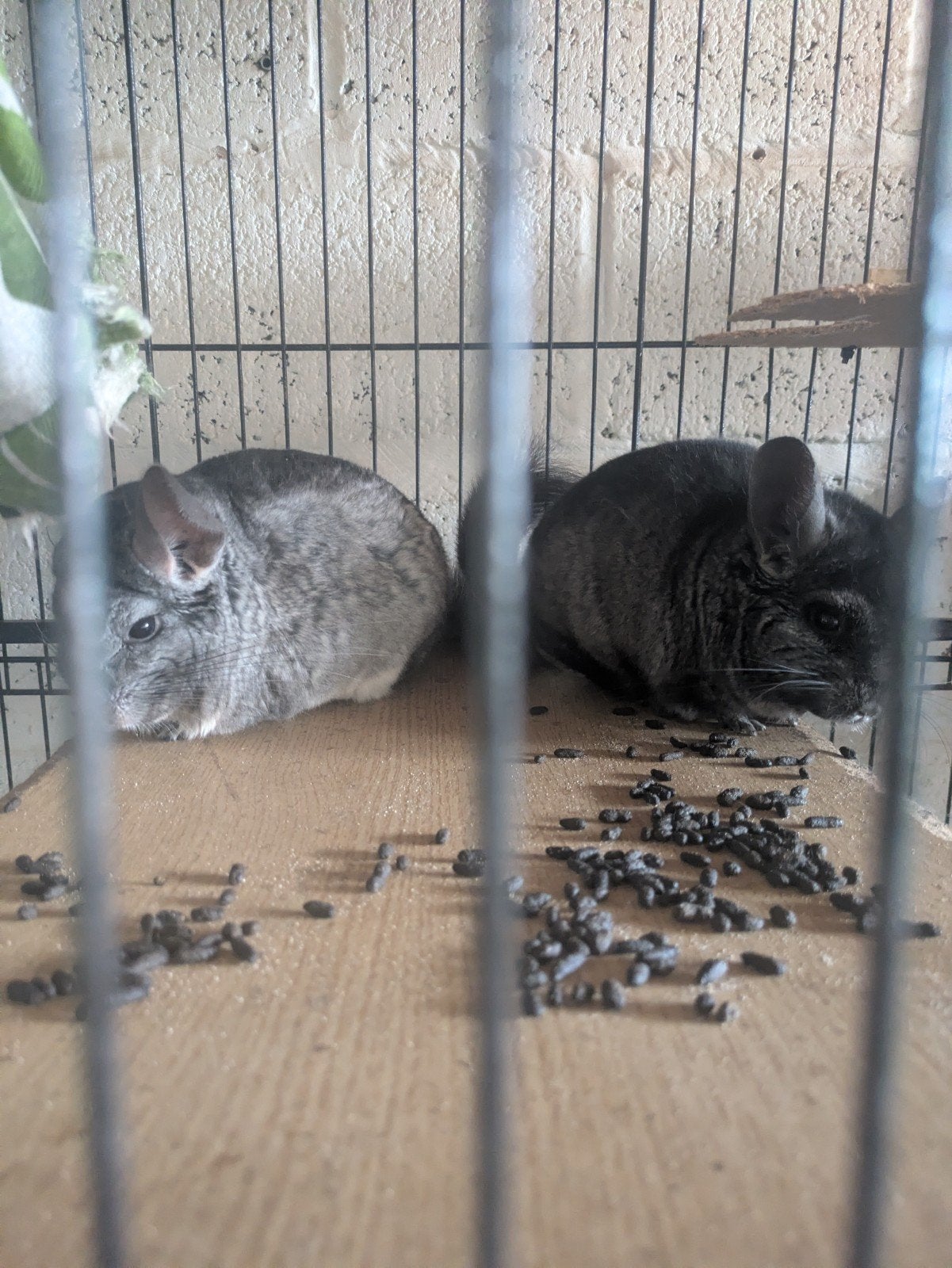 2 cinchillas vrouwelijke met kooi 50 euro, Dieren en Toebehoren, Knaagdieren en Konijnen | Hokken en Kooien, Ophalen, Kooi