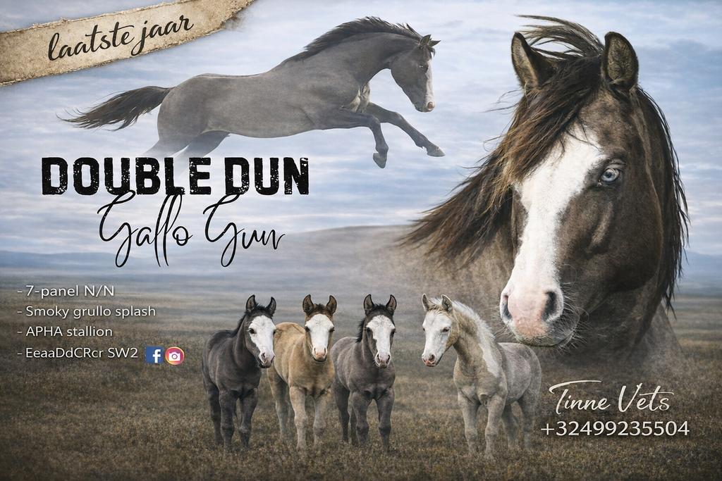 Smoky grullo splash paint APHA hengst quarter, Dieren en Toebehoren, Hengst