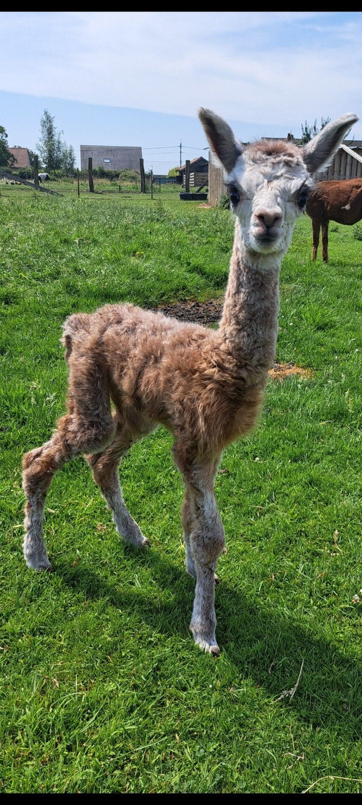 alpaca hengstje, Dieren en Toebehoren, Juni