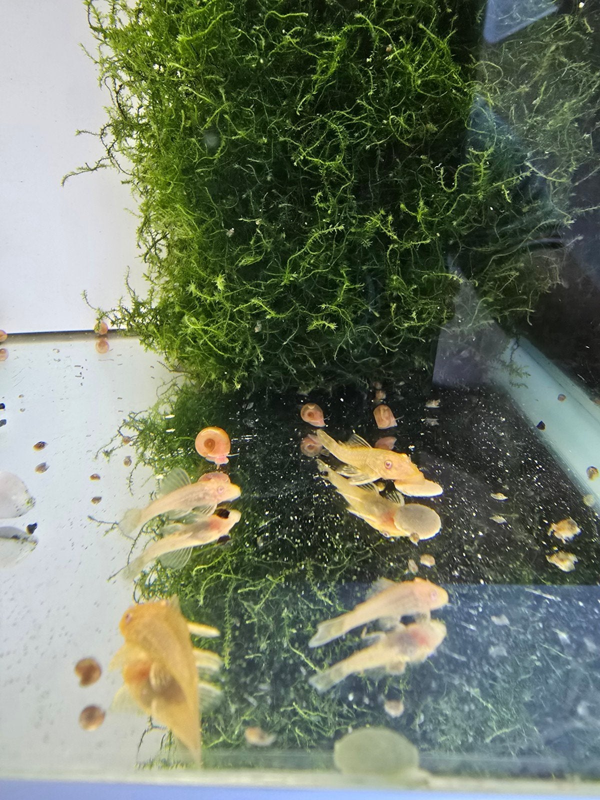 Ancistrus Albinos, Dieren en Toebehoren